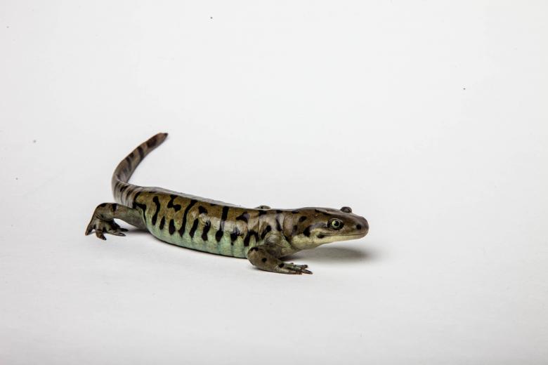 Free stock image of Tiger Salamander isolated on white created by Jared Davidson