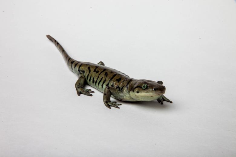 Free stock image of Tiger Salamander isolated on white created by Jared Davidson