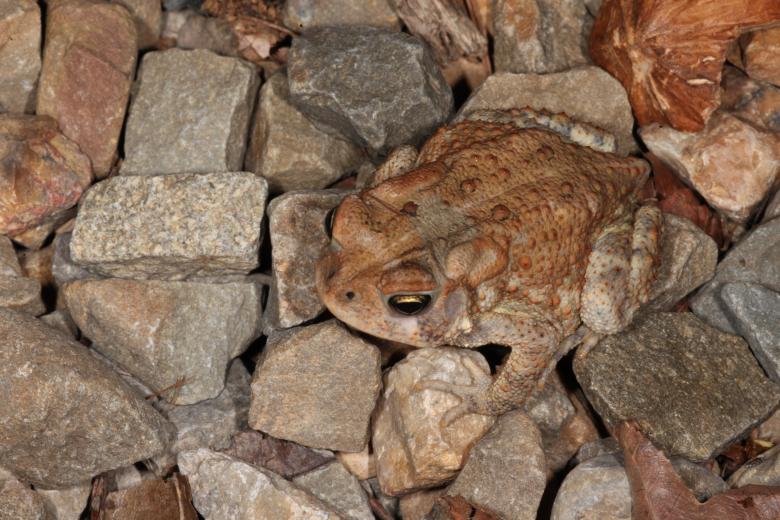 Free stock image of Toad created by Jared Davidson