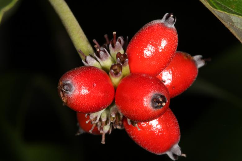 Free stock image of Red Berries created by Jared Davidson