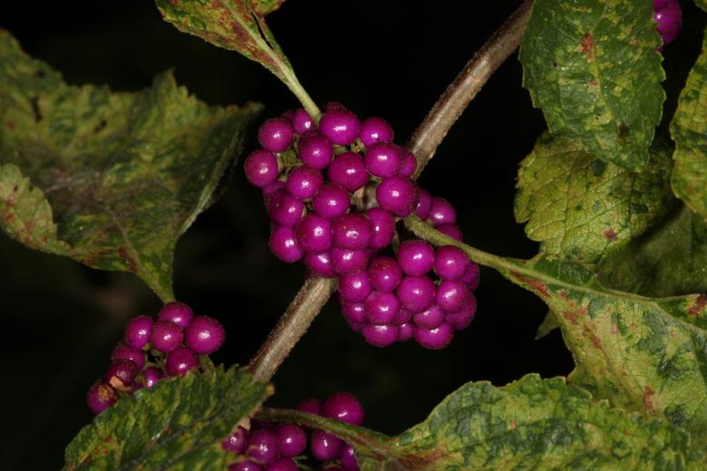 Free stock image of Purple Berries created by Jared Davidson