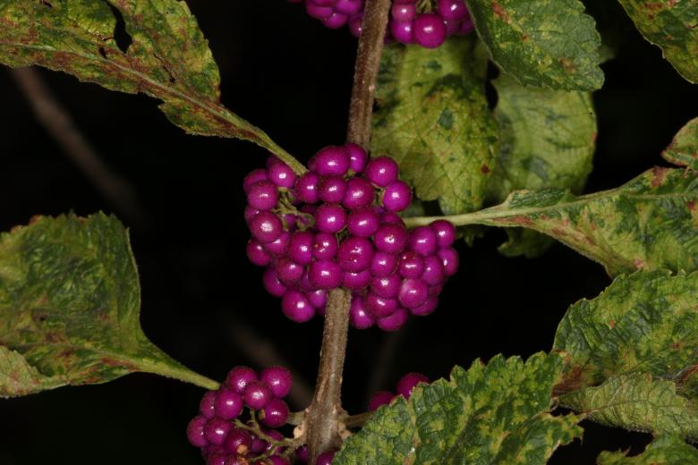 Free stock image of Purple Berries created by Jared Davidson
