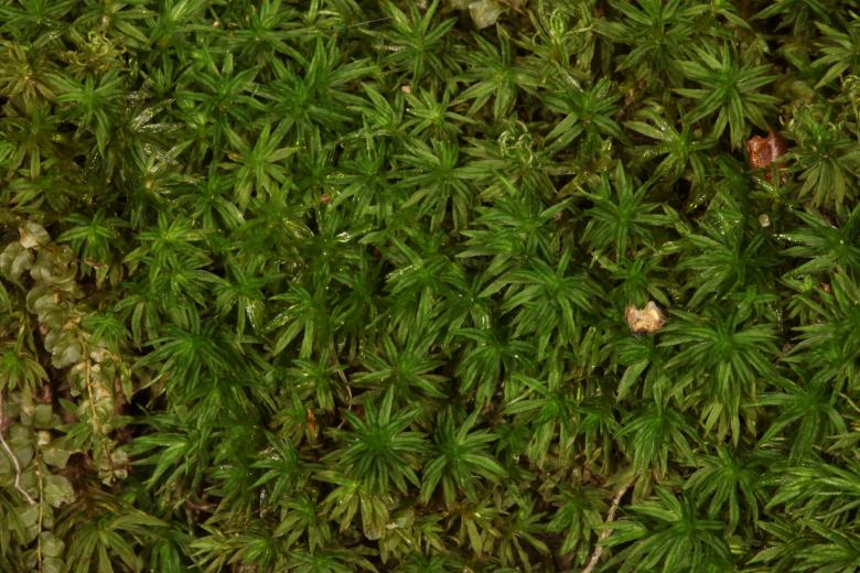 Free stock image of Moss texture created by Jared Davidson