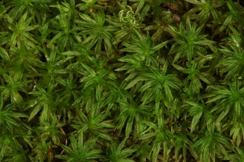 Free stock image of Moss texture created by Jared Davidson