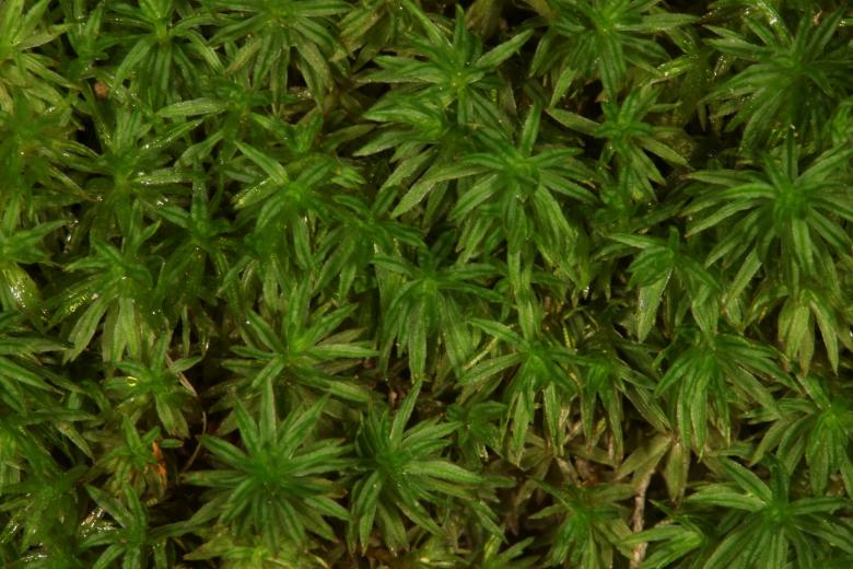 Free stock image of Moss texture created by Jared Davidson