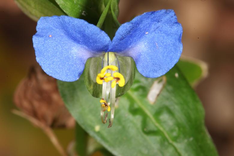 Free stock image of Blue Flower macro created by Jared Davidson