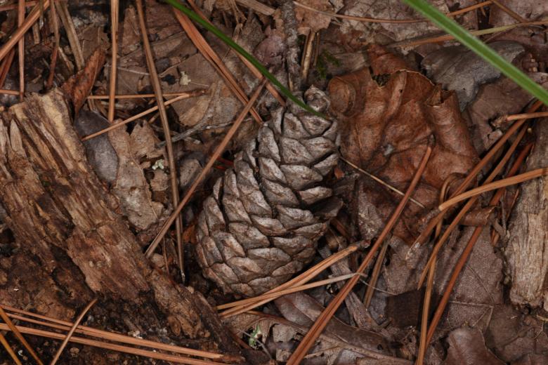 Free stock image of Pinecone created by Jared Davidson