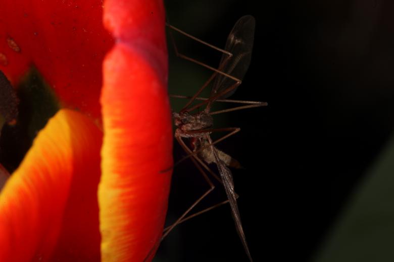 Free stock image of Red Tulip with Cranefly created by Jared Davidson
