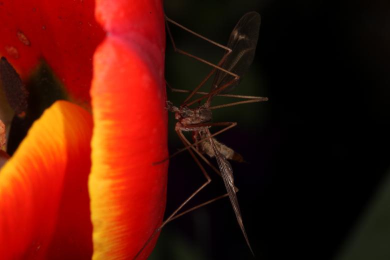 Free stock image of Red Tulip with Cranefly created by Jared Davidson