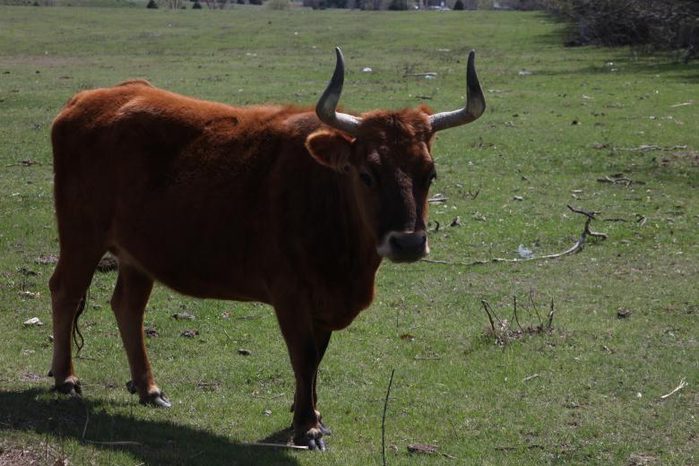 Free stock image of Texas Longhorn created by Jared Davidson