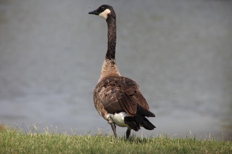 Free stock image of Canadian Goose created by Jared Davidson