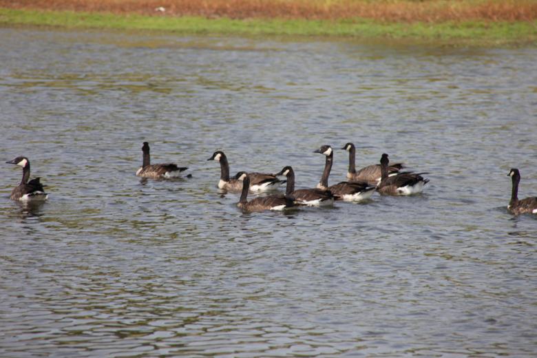 Free stock image of Canadian Geese created by Jared Davidson