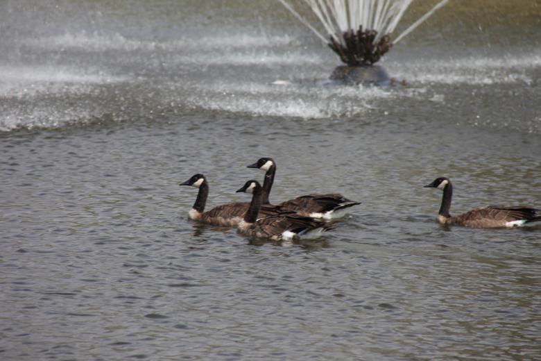 Free stock image of Canadian Geese created by Jared Davidson