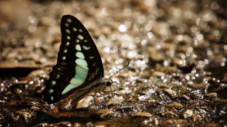 Free stock image of Blue Winged Butterfly created by Greyson Ferguson