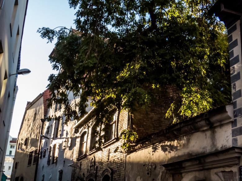 Free stock image of Shiny tree on the roof created by Janis Urtans