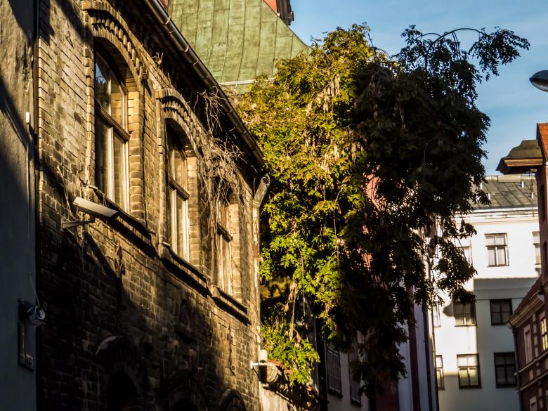 Free stock image of Shiny tree on the roof created by Janis Urtans
