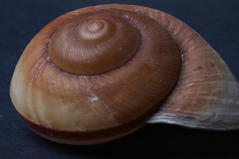 Free stock image of Seashell on dark background created by Jared Davidson