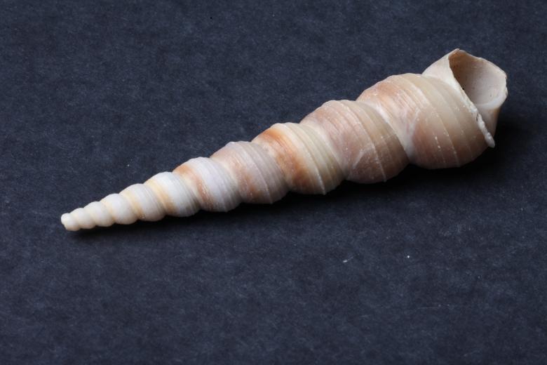 Free stock image of Seashell on dark background created by Jared Davidson