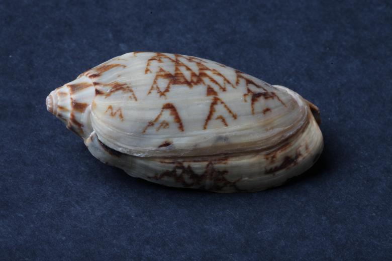 Free stock image of Seashell on dark background created by Jared Davidson