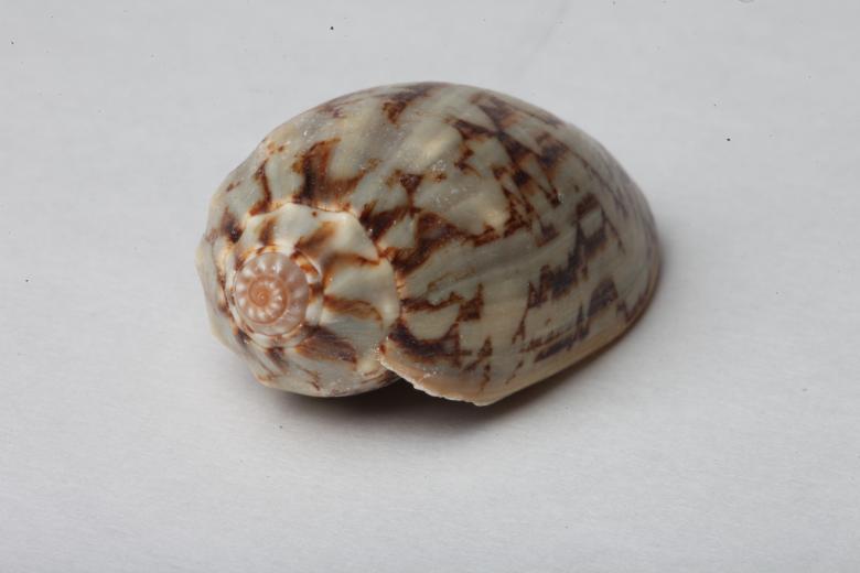 Free stock image of Seashell isolated on white background created by Jared Davidson