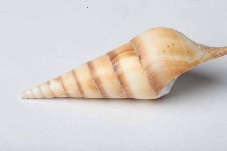 Free stock image of Seashell isolated on white background created by Jared Davidson