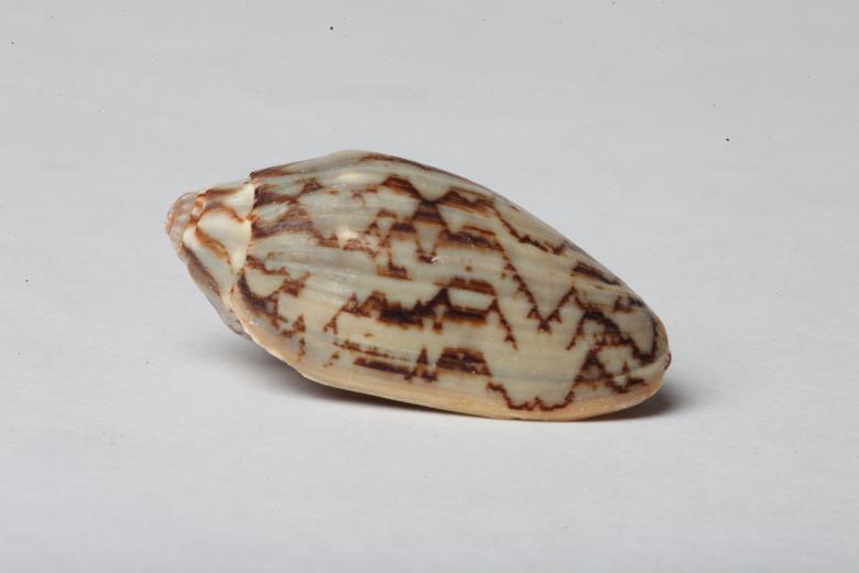 Free stock image of Seashell isolated on white background created by Jared Davidson