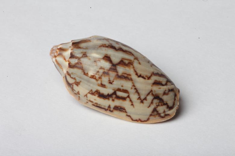 Free stock image of Seashell isolated on white background created by Jared Davidson