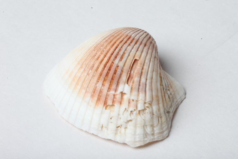 Free stock image of Seashell isolated on white background created by Jared Davidson