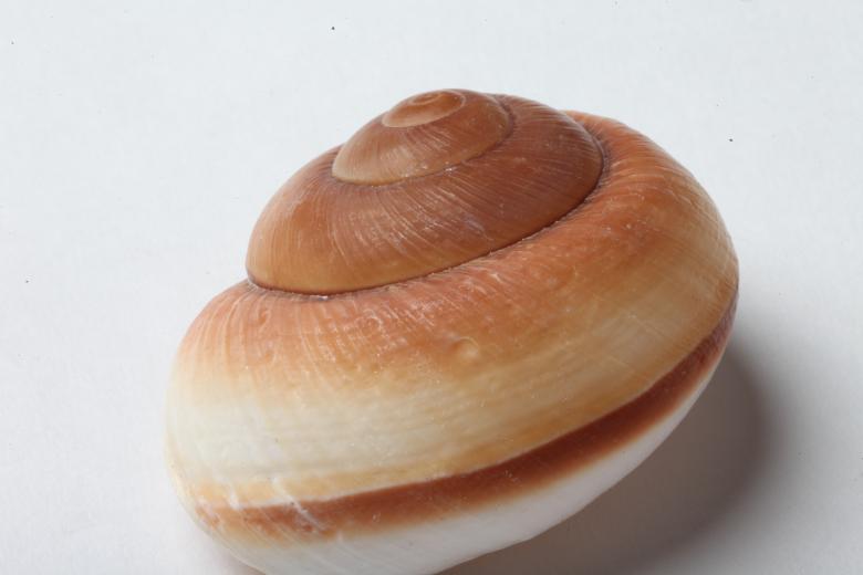Free stock image of Seashell isolated on white background created by Jared Davidson