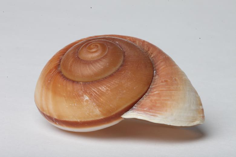 Free stock image of Seashell isolated on white background created by Jared Davidson
