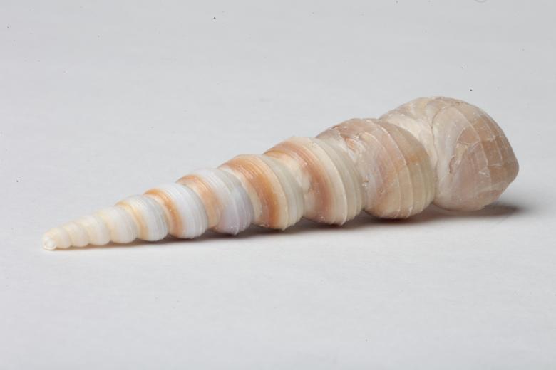 Free stock image of Seashell isolated on white background created by Jared Davidson