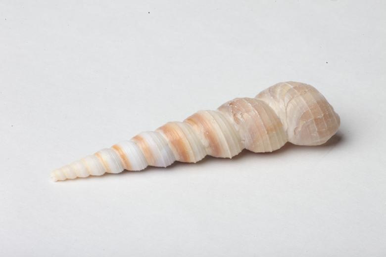Free stock image of Seashell isolated on white background created by Jared Davidson