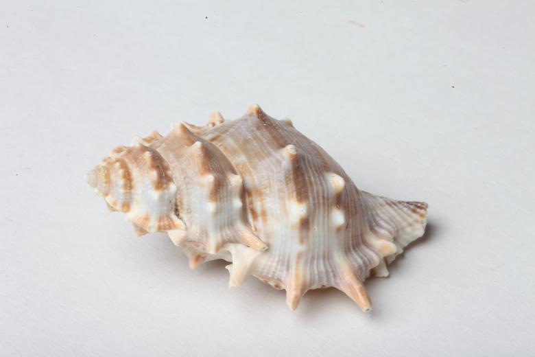 Free stock image of Seashell isolated on white background created by Jared Davidson