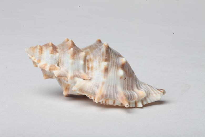 Free stock image of Seashell isolated on white background created by Jared Davidson
