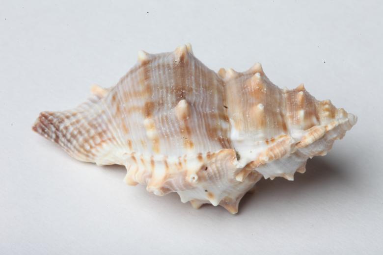 Free stock image of Seashell isolated on white background created by Jared Davidson