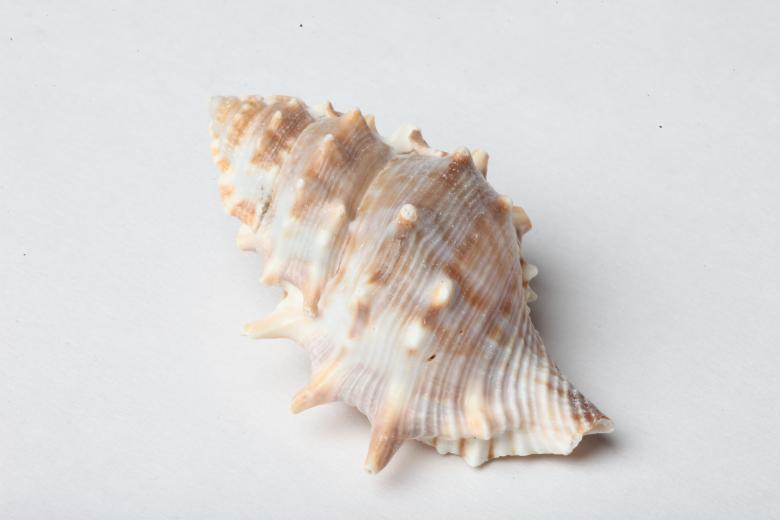 Free stock image of Seashell isolated on white background created by Jared Davidson