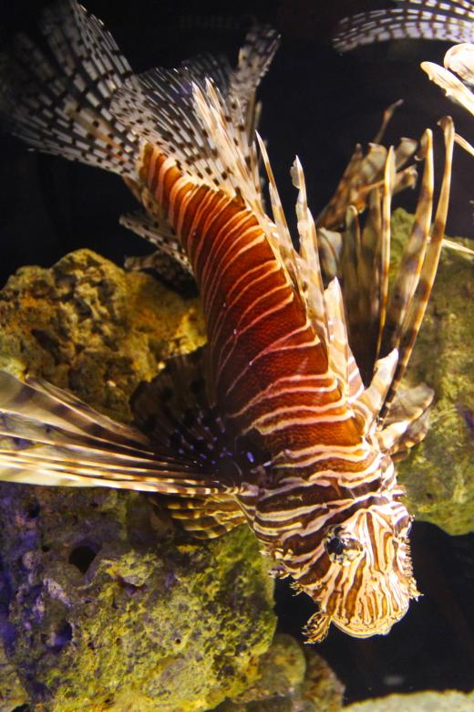 Free stock image of Lion fish created by Val Lawless