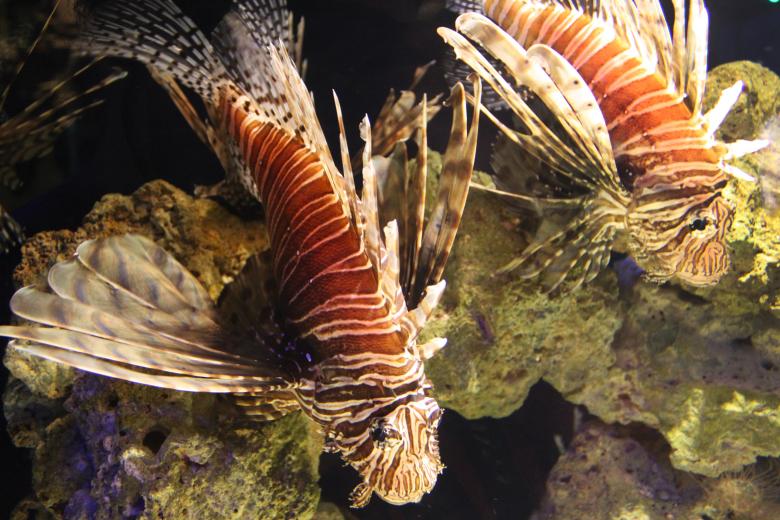 Free stock image of Lion fish created by Val Lawless
