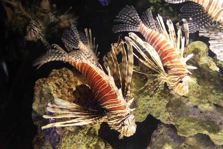 Free stock image of Lion fish created by Val Lawless
