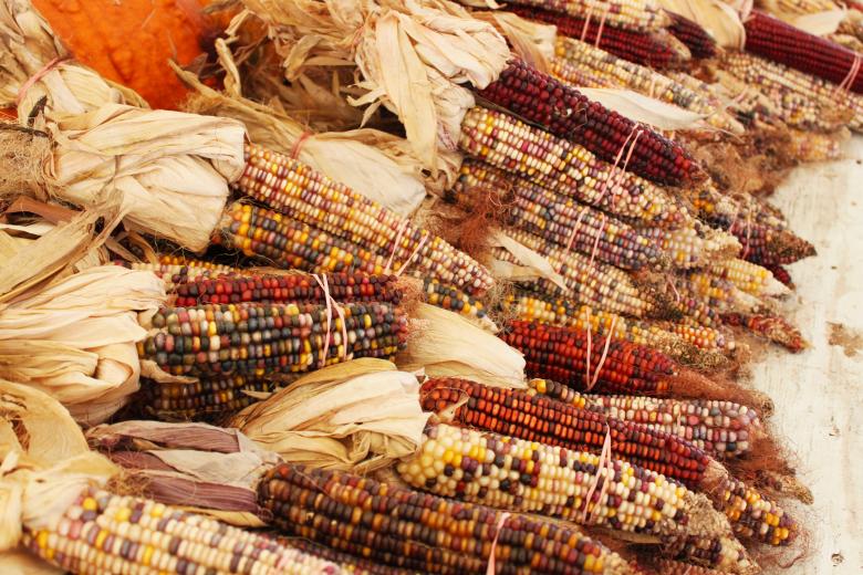 Free stock image of Indian corn created by Val Lawless