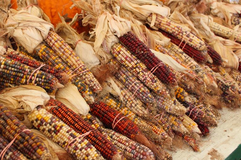 Free stock image of Indian corn created by Val Lawless