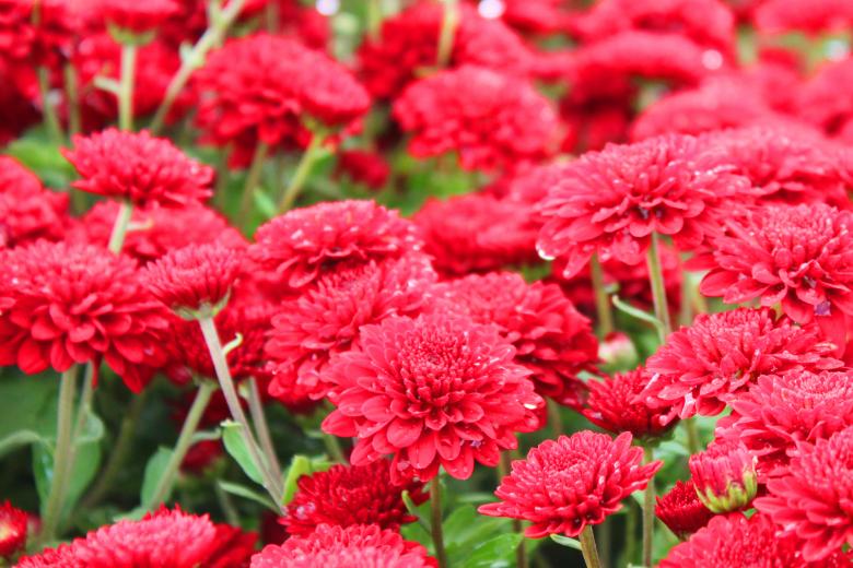 Free stock image of Red mums created by Val Lawless