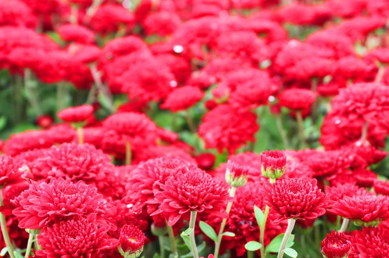 Free stock image of Red mums created by Val Lawless