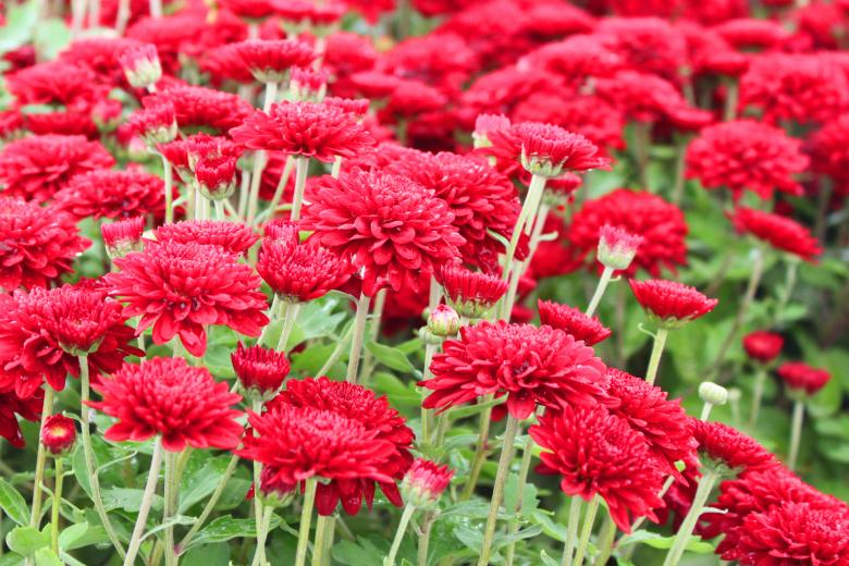 Free stock image of Red mums created by Val Lawless