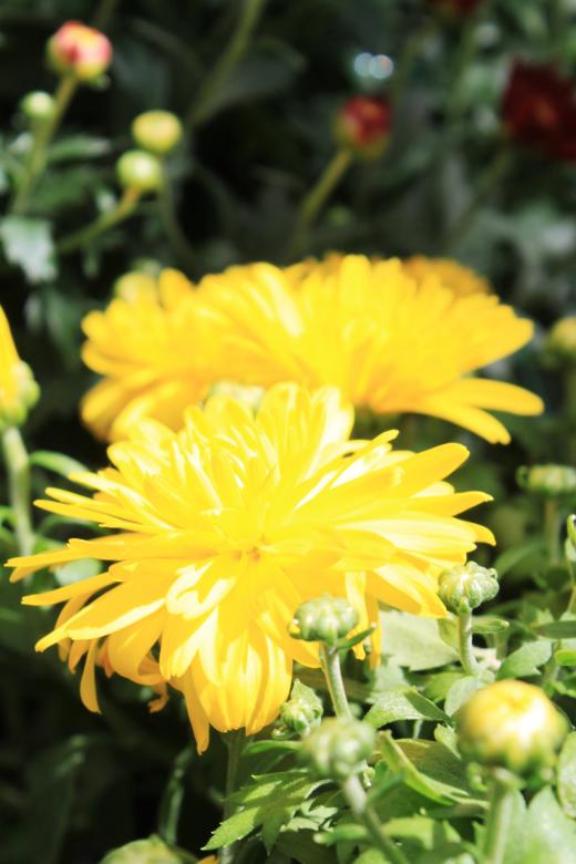 Free stock image of Mums created by Val Lawless