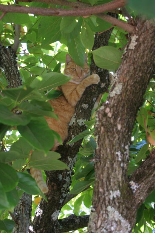 Free stock image of Tree Hugging created by Sue Osborn