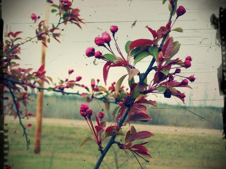 Free stock image of Flowers created by Krista Warner