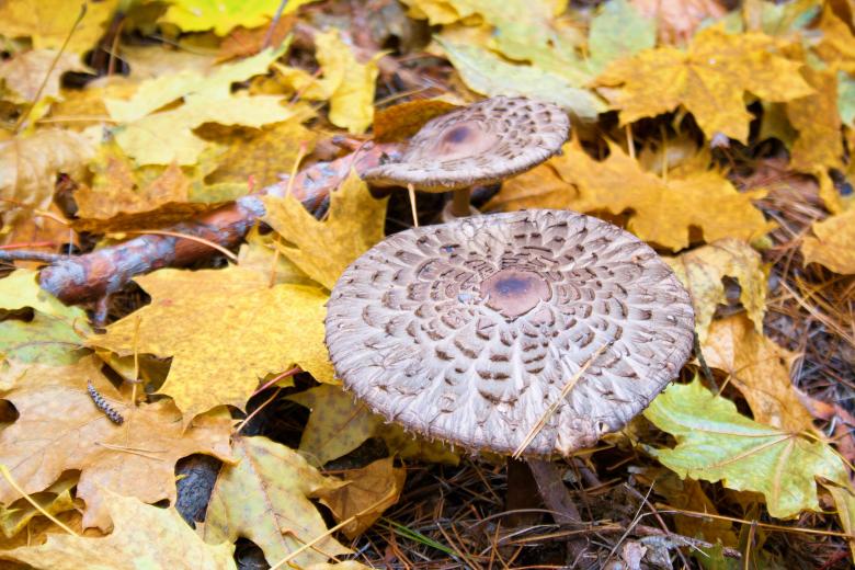 Free stock image of Mushroom created by 2happy