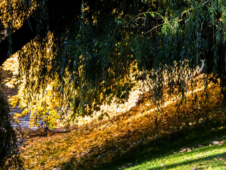 Free stock image of Sun behind the tree created by Janis Urtans