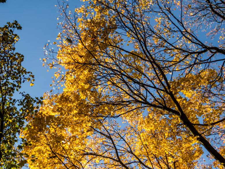 Free stock image of Autumn contrast created by Janis Urtans